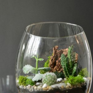 An open terrarium with a variety of six different species of cactus and succulent species on top a bed of gravel and pebbles.