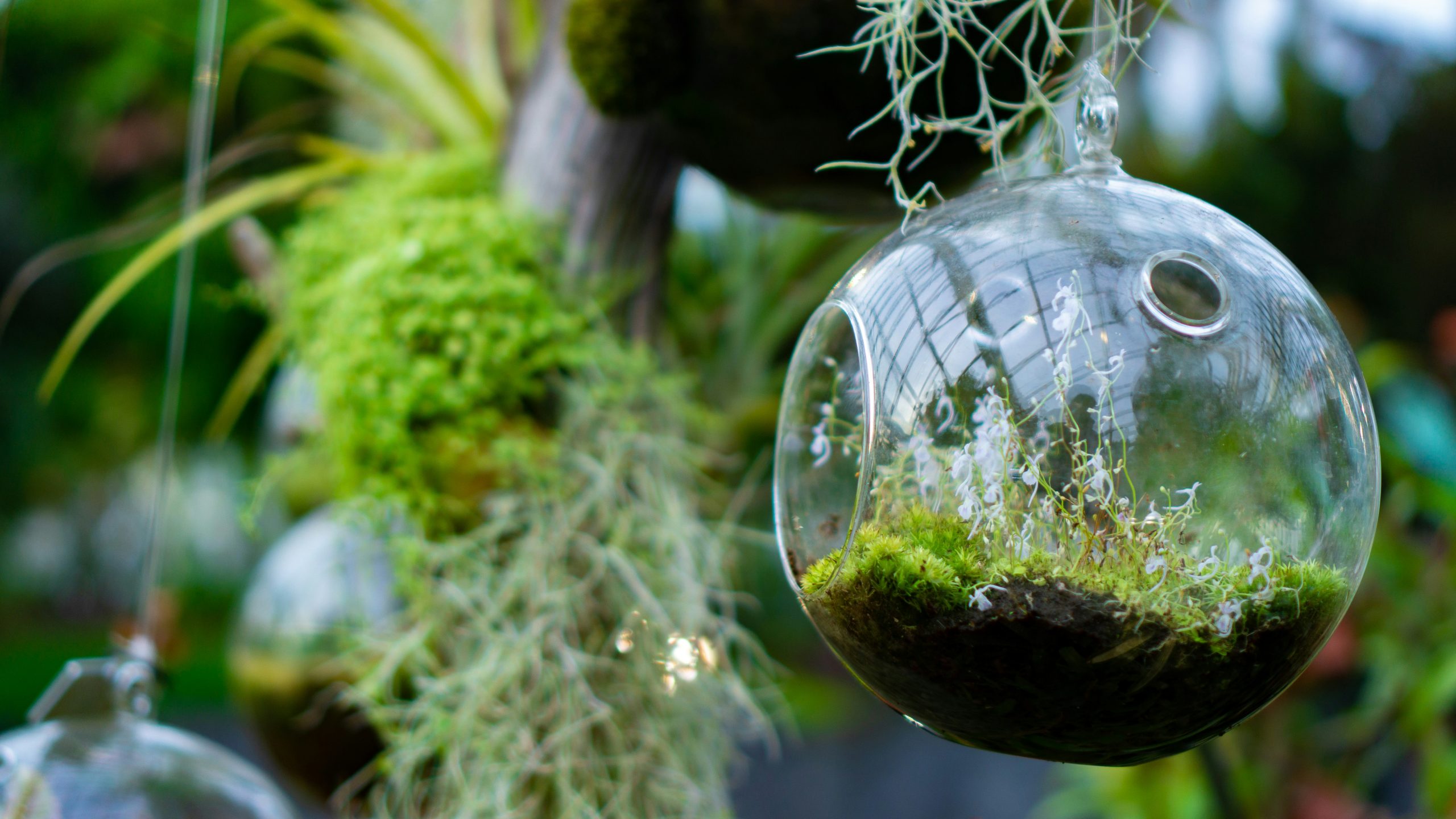 The Bottled Garden Air planted and hanging nano terrarium