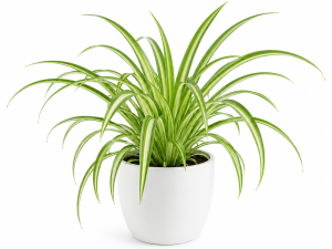Spider Plant