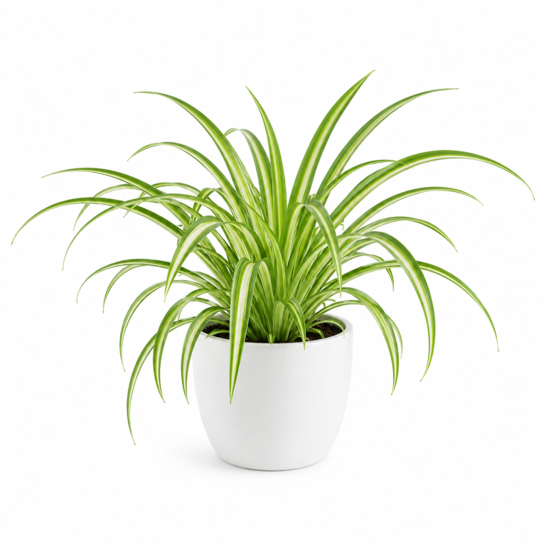 Spider Plant