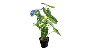 Alocasia Frydek