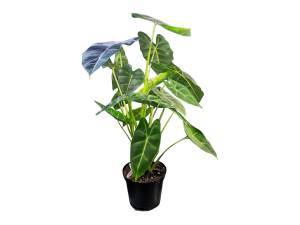 Photograph a real Alocasia Frydek in its current nursery pot against a softly lit warm off-white background. Show the full plant, central crown and complete leaf silhouettes. Preserve the true dark green velvet texture and pale veins. ALOCASIA FRYDECK | ALOCASIA MICHOLITZIANA FRYDECK | GREEN VELVET ALOCASIA | ALOCASIA FRYDECK STANDARD FORM - THE BOTTLED GARDEN - BEST INDOOR PLANTS DURBAN KWAZULU NATAL - THE GUIDE TO BRING NATURE INDOORS - THE BOTTLED GARDEN Unique Plants for sale online and delivered to your door | Striking indoor plants for sale in durban kwazulu natal south africa | best houseplants durban | the guide to bring nature indoors | The Bottled Garden | Curated Indoor Plants & Terrrariums