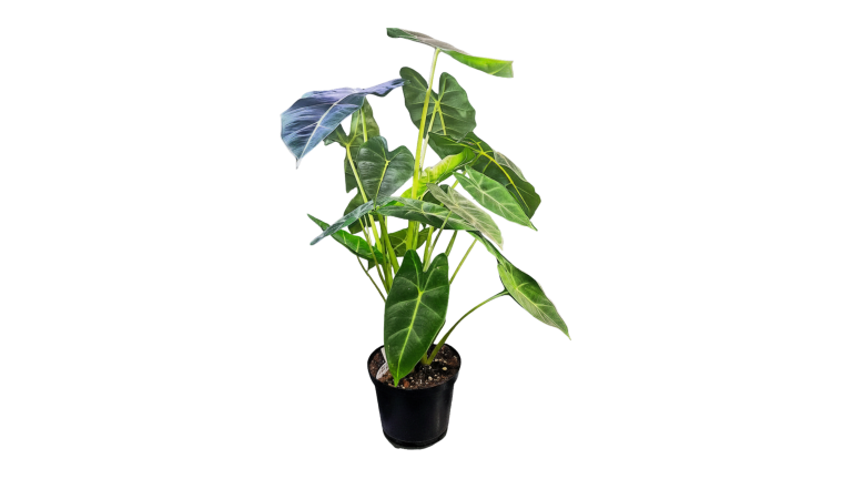Alocasia Frydek