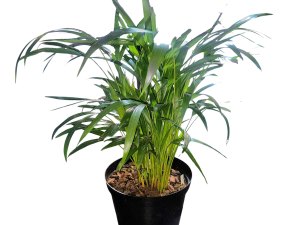 The Bottled Garden - Monstera adansonii in human spaces Swiss cheese plant for sale online south africa best indoor plants for sale online durban