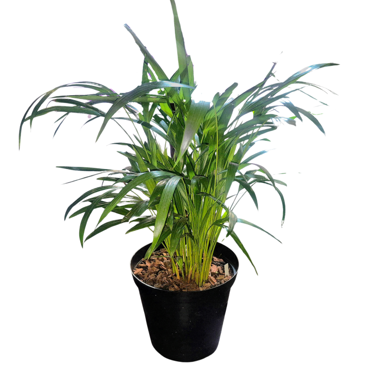The Bottled Garden - Monstera adansonii in human spaces Swiss cheese plant for sale online south africa best indoor plants for sale online durban