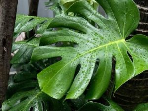 Monstera Deliciosa, standard