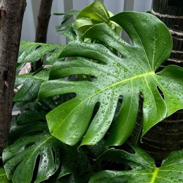 Monstera Deliciosa, standard