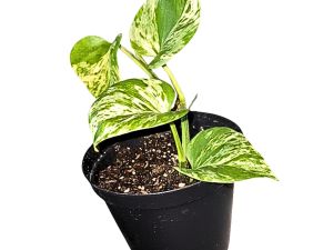 Golden Pothos