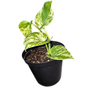 Pothos Marble Queen