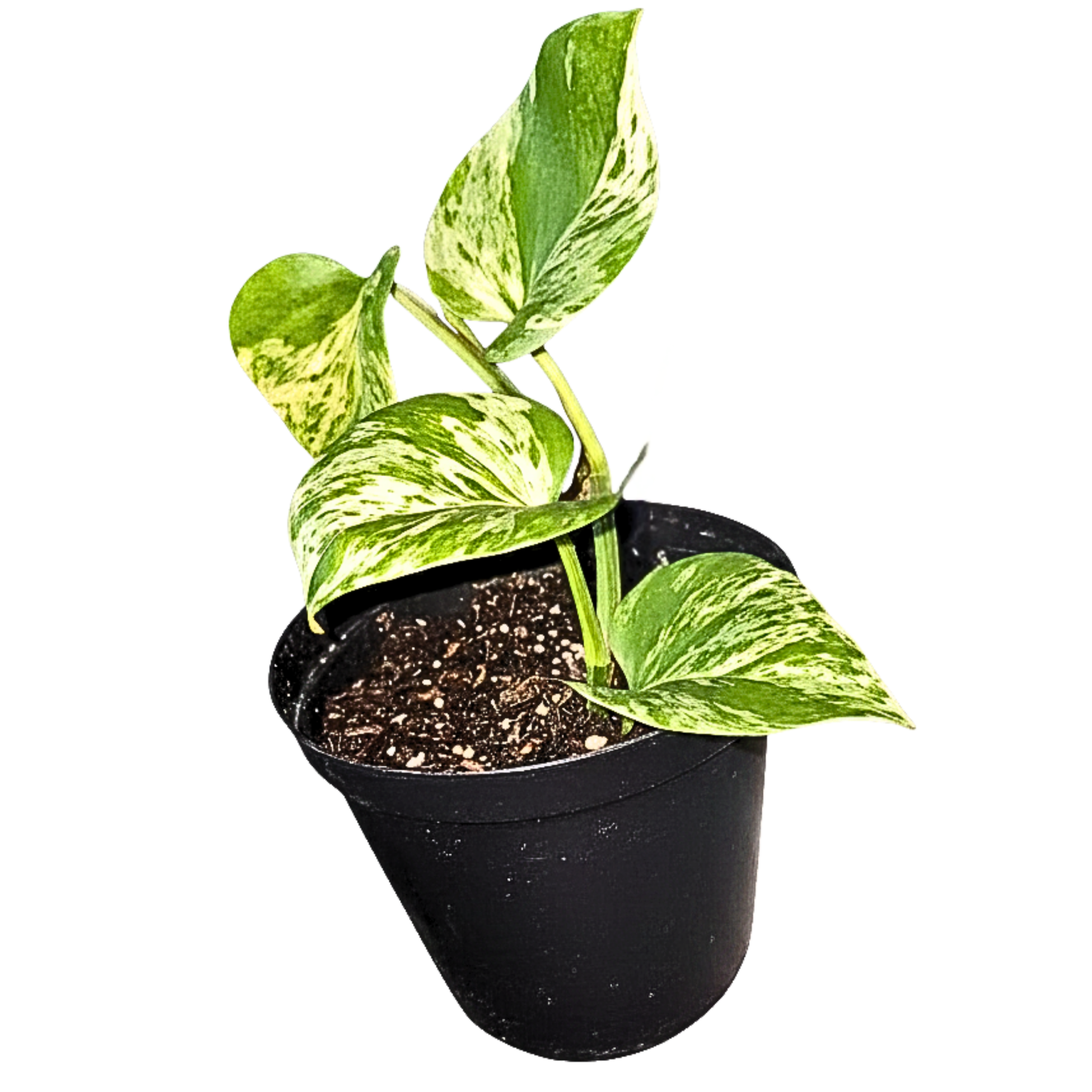 Pothos Marble Queen