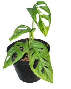 Swiss Cheese Vine (Standard Form)