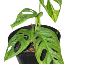 buy Monstera Adansonii online Swiss Cheese Vine Best Indoor Plant South Africa Trailing Humidity Loving Indoor Plant for spaces that feel calm and more alive