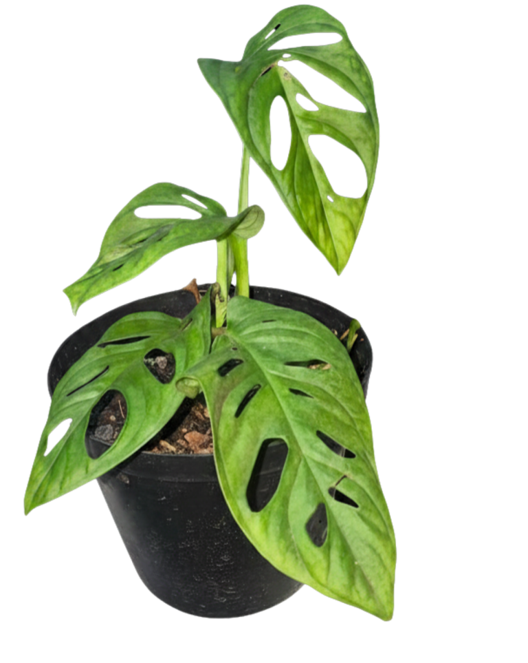 Swiss Cheese Vine (Standard Form)