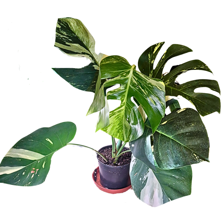 MON.DEL.JUNGLEMINT MOTHER