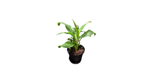 Peace Lily