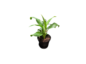 Peace Lily