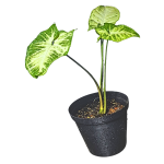 Syngonium "Pixie"