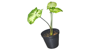 Syngonium "Pixie"