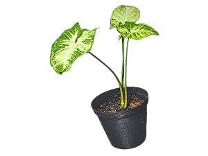 Syngonium "Pixie"