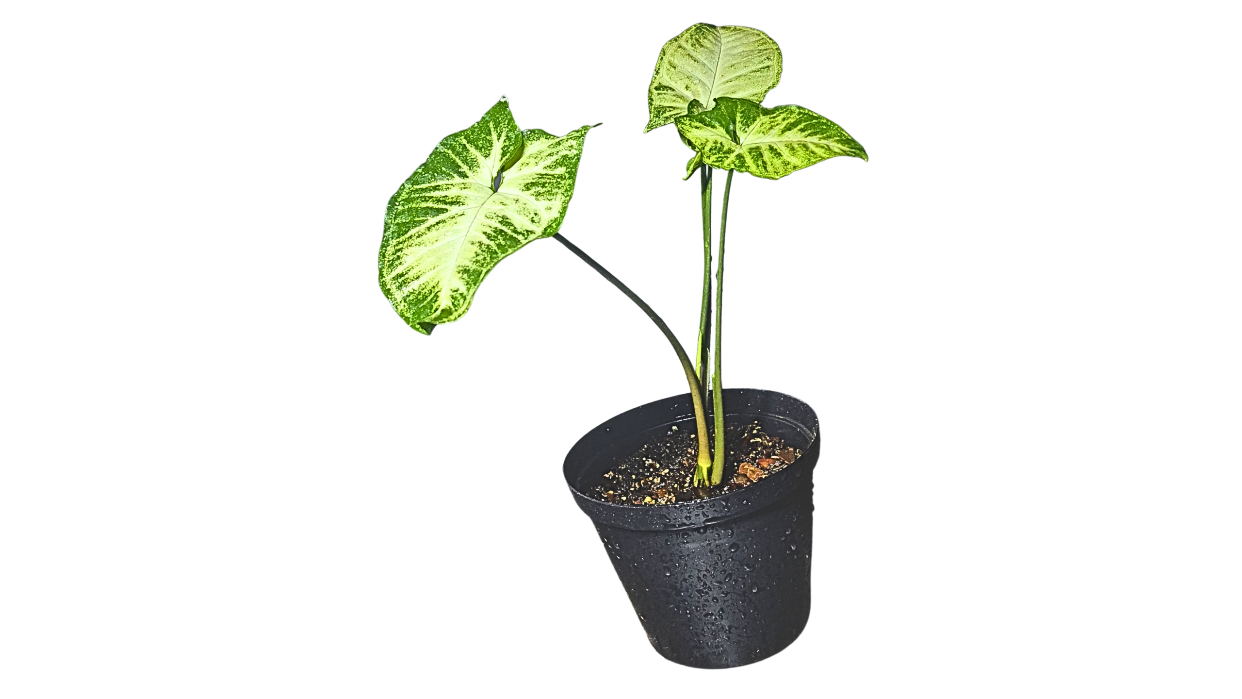 Syngonium "Pixie"