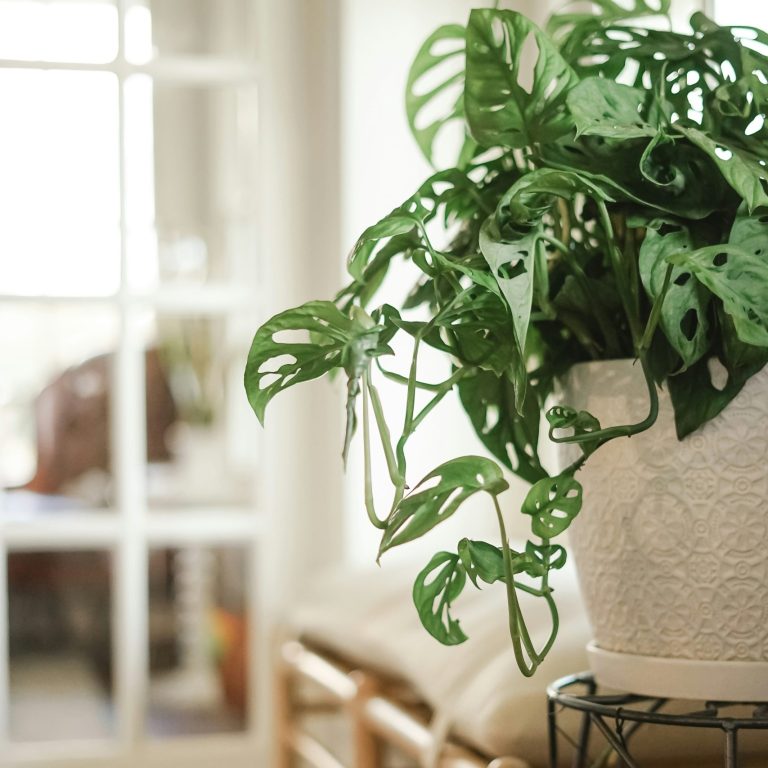 The Bottled Garden - Monstera adansonii in human spaces Swiss cheese plant for sale online south africa best indoor plants for sale online durban