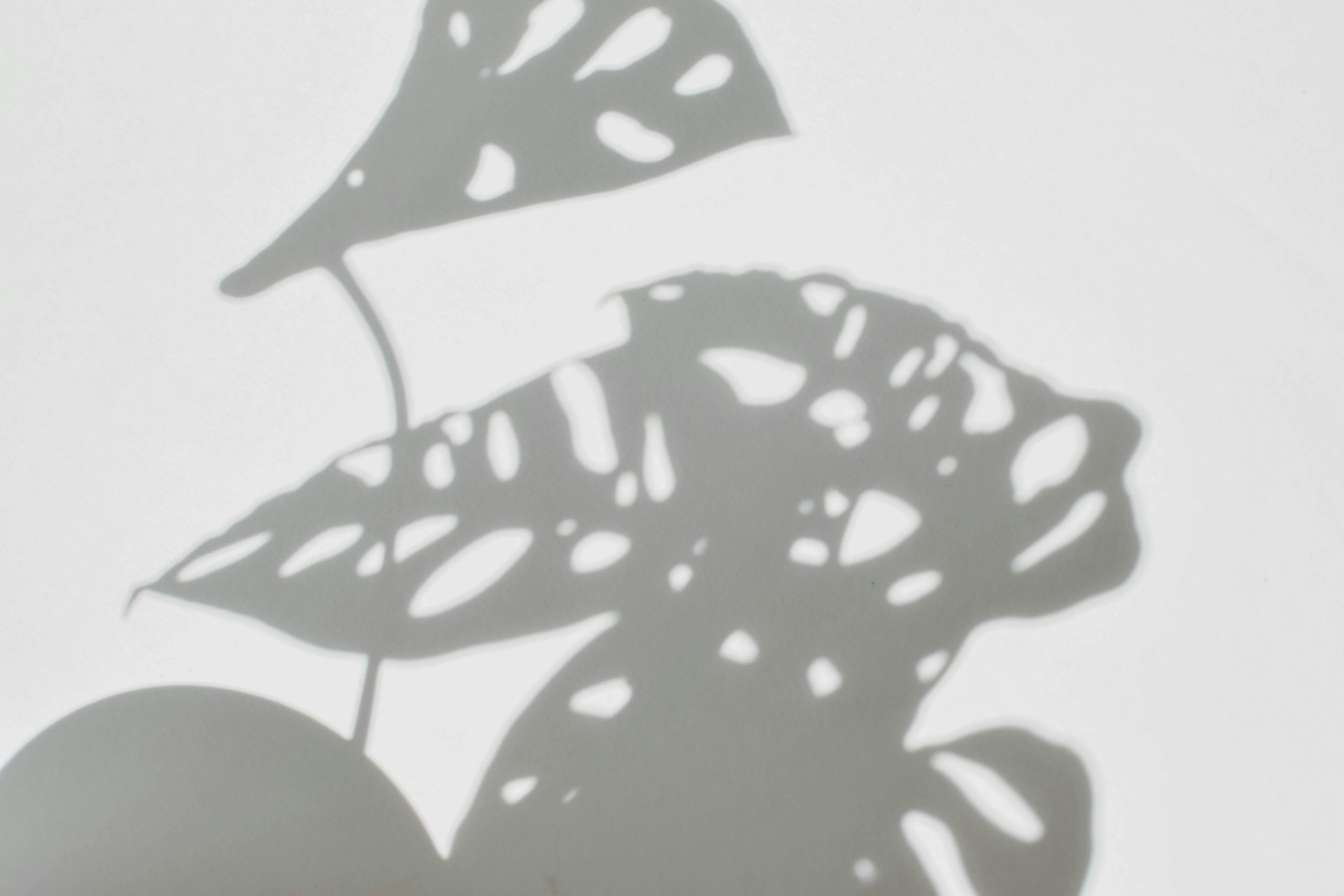 The Bottled Garden - Monstera adansonii silhouette Swiss cheese plant for sale online south africa