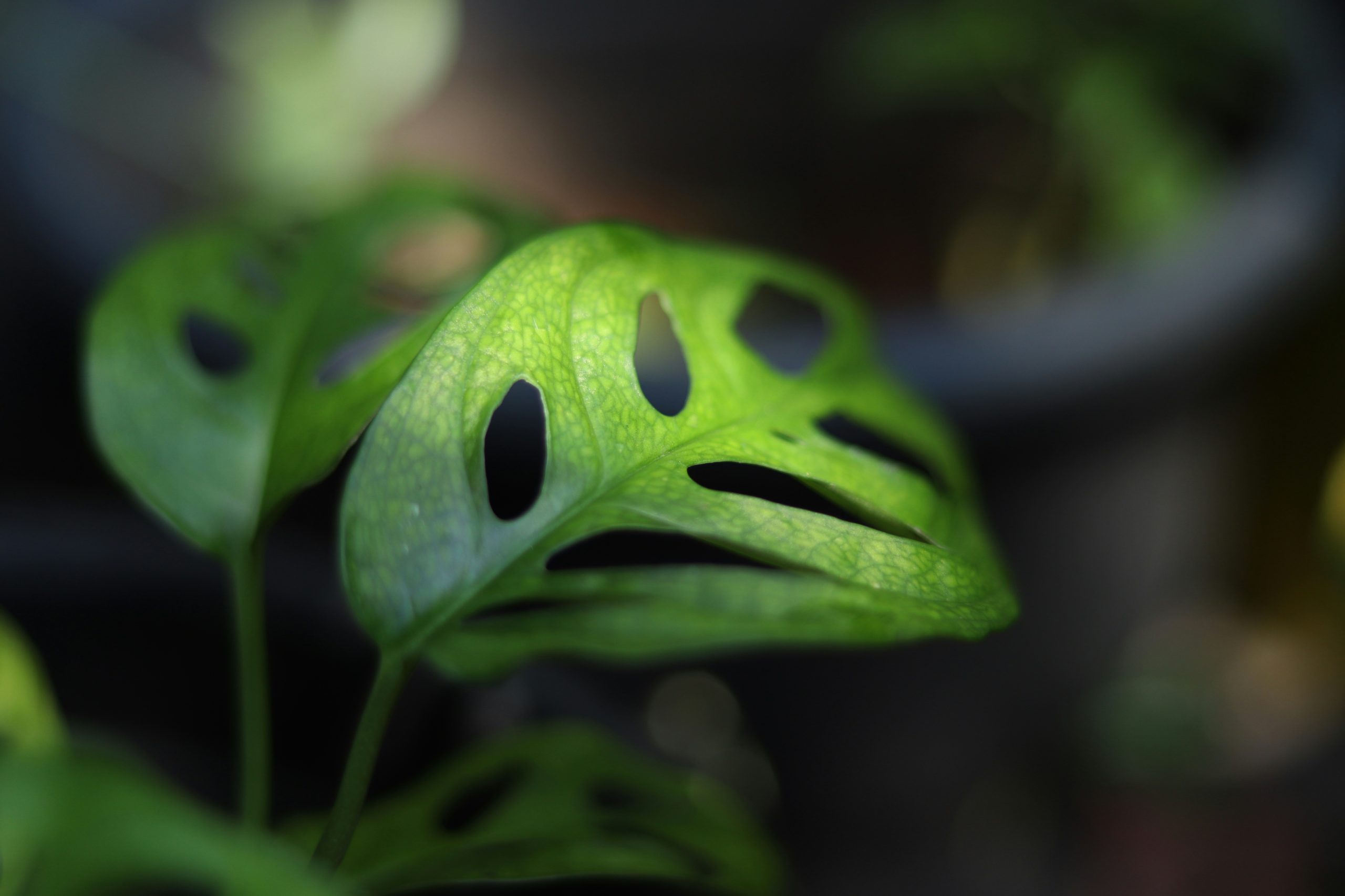 The Bottled Garden - Monstera adansonii under spotlight Swiss cheese plant for sale online south africa best indoor plants for sale online durban