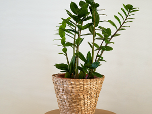 ZZ-PLANTNUETRAIL-WITH-BASKET-THE-BOTTLED-GARDEN-LIFESTYLE PHOTO