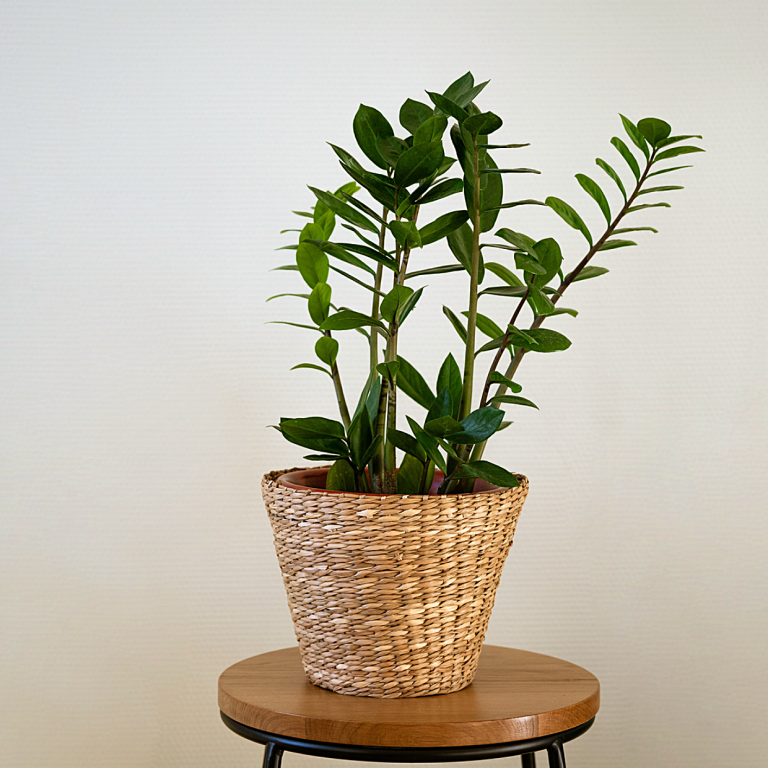 ZZ-PLANTNUETRAIL-WITH-BASKET-THE-BOTTLED-GARDEN-LIFESTYLE PHOTO