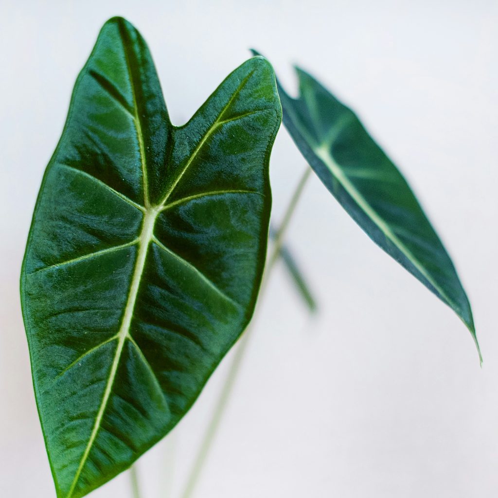 SQ Alocasia Frydeck on White Background - The Bottled Garden